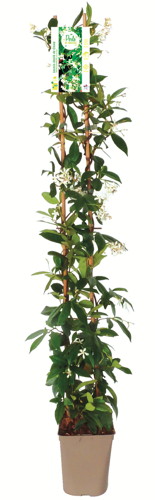 PLANTES GRIMPANTES code EAN 3520900072190 