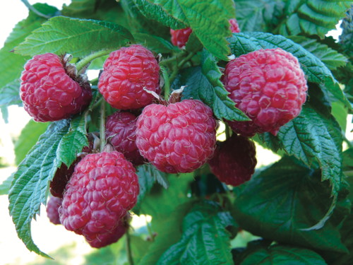  ARBUSTES À PETITS FRUITS code EAN 3520900090293 