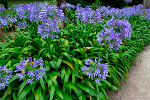  Agapanthe code EAN 3520900092518 