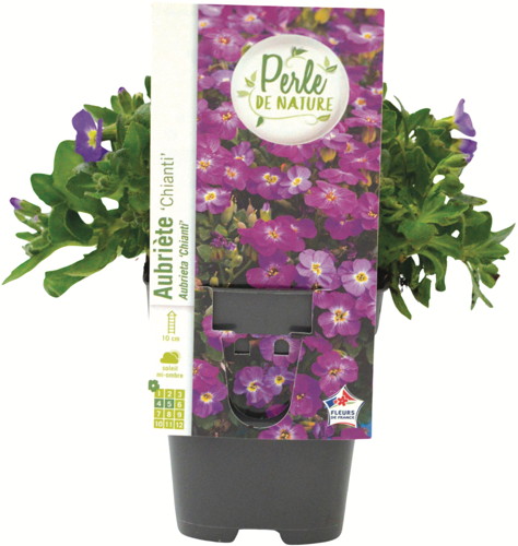  VIVACES code EAN 3520900100480 