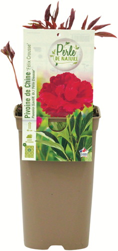  PIVOINES code EAN 3520900100497 