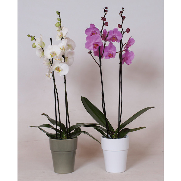  Phalaenopsis  code EAN 3523670292119 