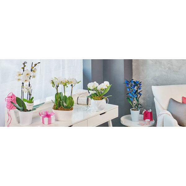 Foire aux orchidées  3523670292249 (3523670292249)