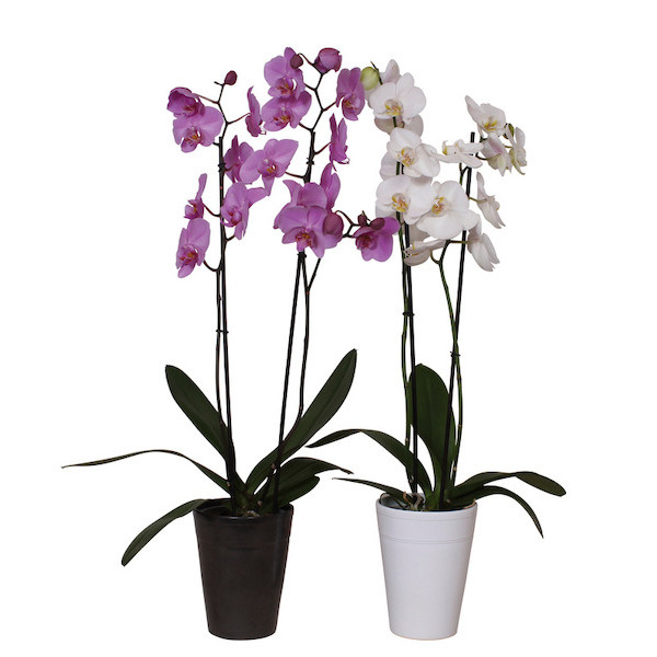 Foire aux orchidées  3523670292881 (3523670292881)