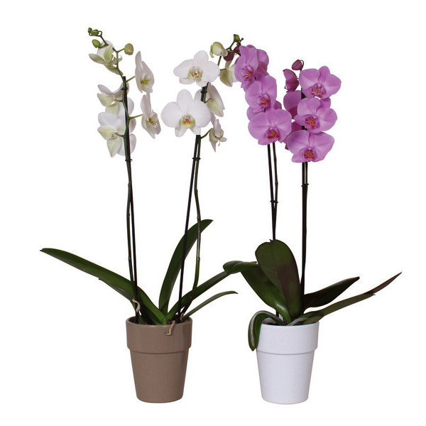 Foire aux orchidées  3523670292997 (3523670292997)