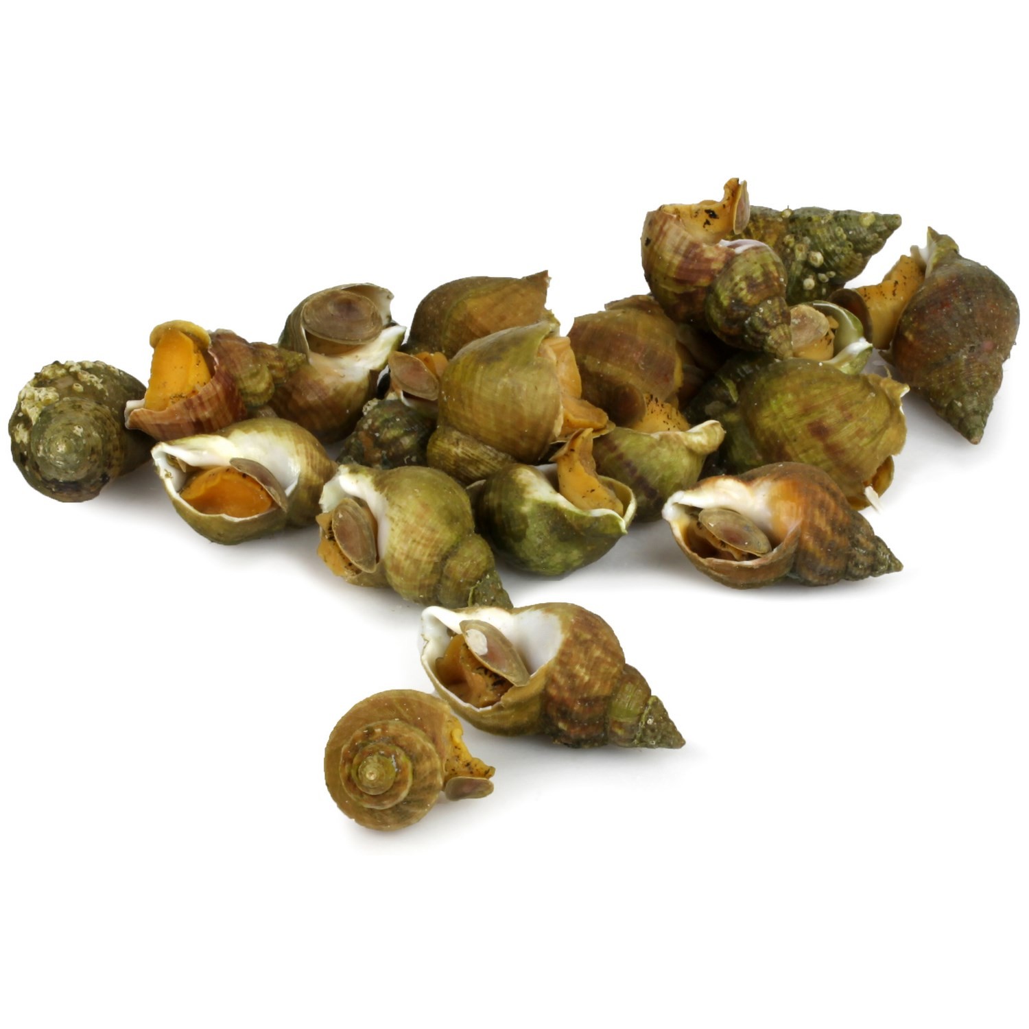 Bulots de la baie de Grandville cuits FILIERE Q...