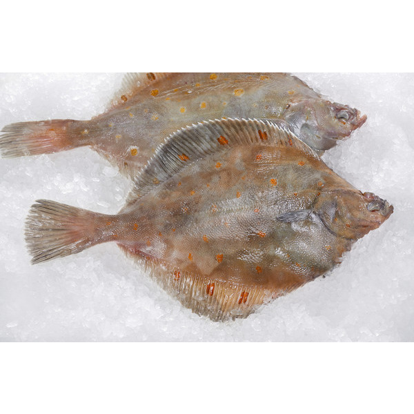  Carrelet code EAN 3523680431232 