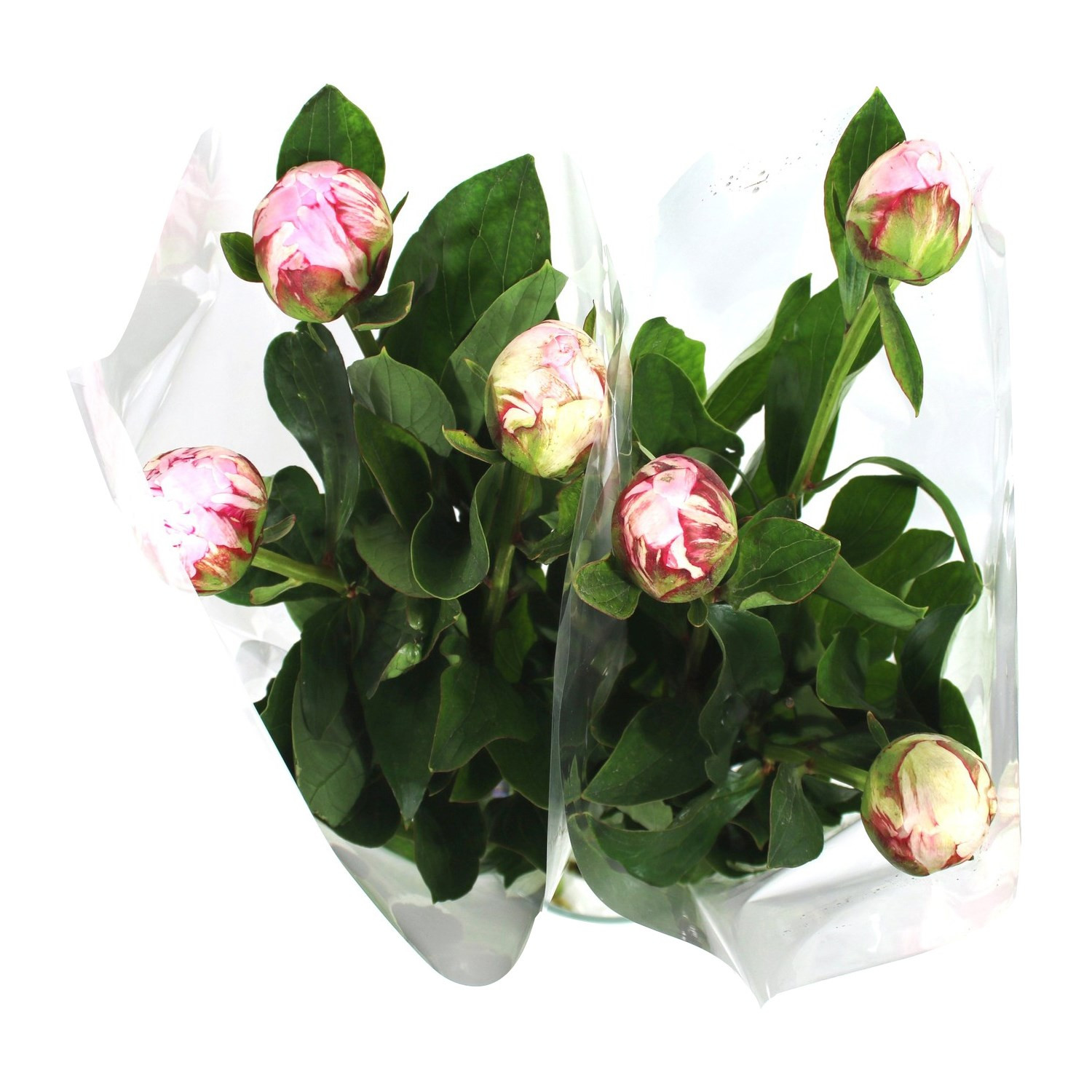 Fleurs Pivoine 