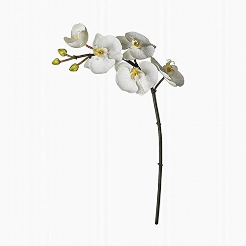 SIA - Orchidée Phalaénopsis Blanche Hauteur 42 cm 3533590103792 Sia