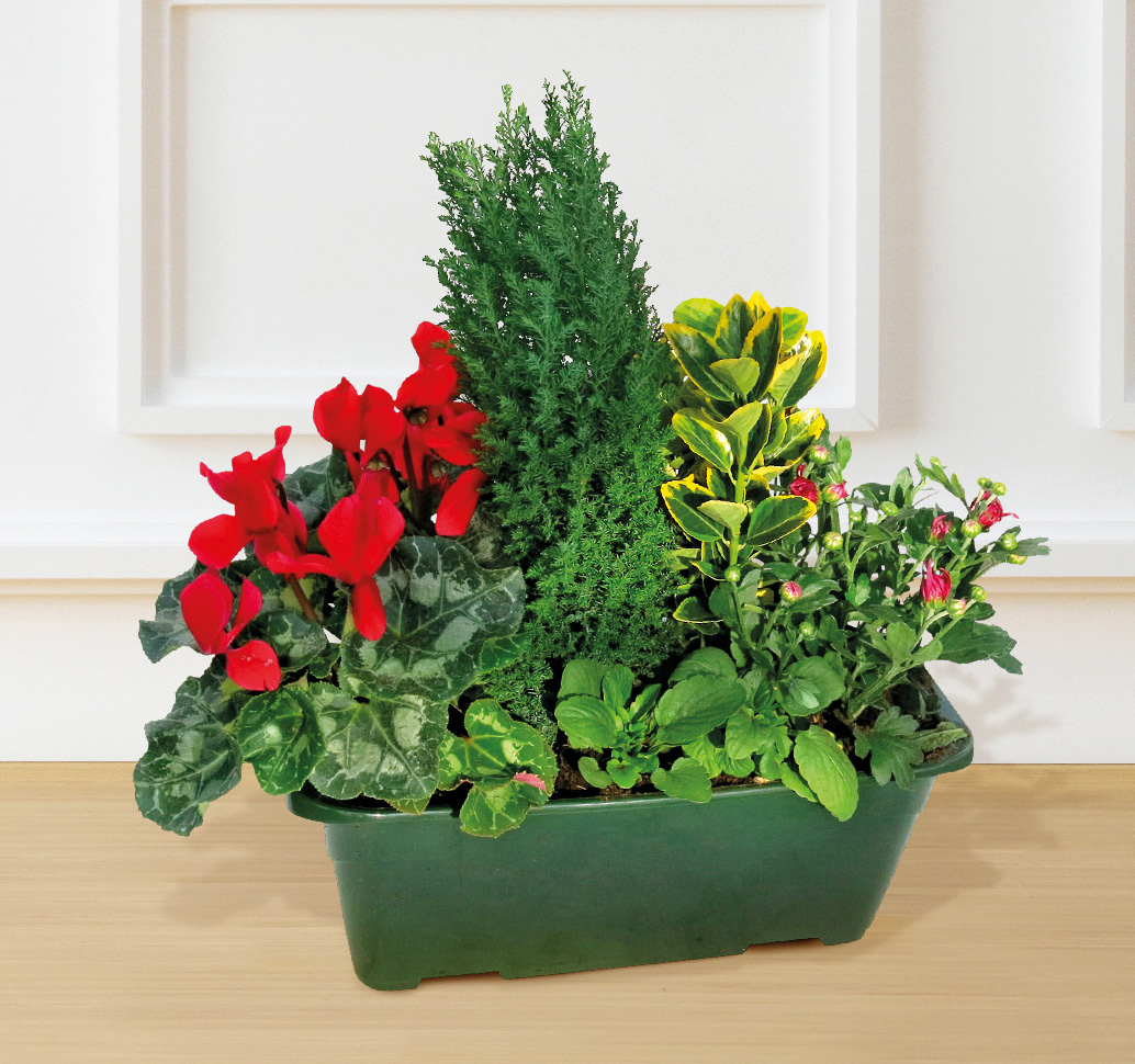  COMPOSITION DE PLANTES code EAN 3535150006987 