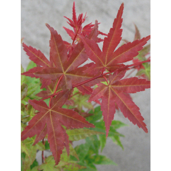  Érable Du Japon code EAN 3537560213825 