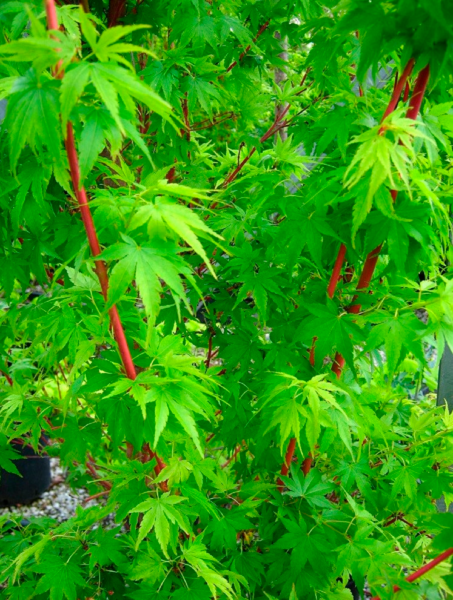  Érable Du Japon code EAN 3537560214747 