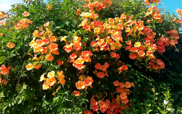  Plantes Grimpantes code EAN 3537560224487 