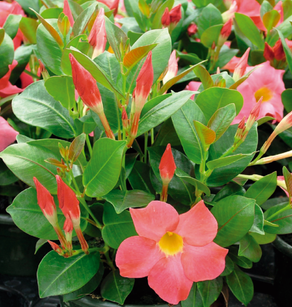  Dipladenia 0,5 L code EAN 3537560243013 