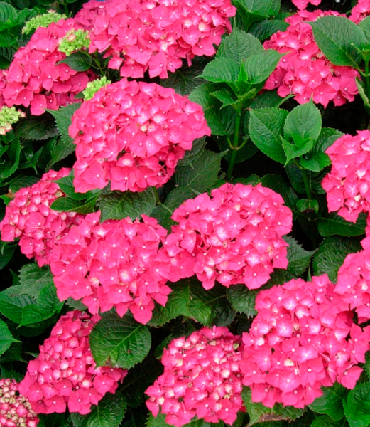  Hortensia (Hydrangea Macrophylla) code EAN 3537560243822 