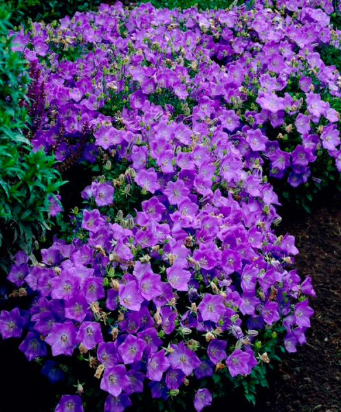  Campanule 1 L code EAN 3537560256310 