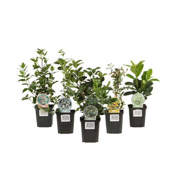  Arbustes D'ornement À Feuillage Persistant code EAN 3537560505241 