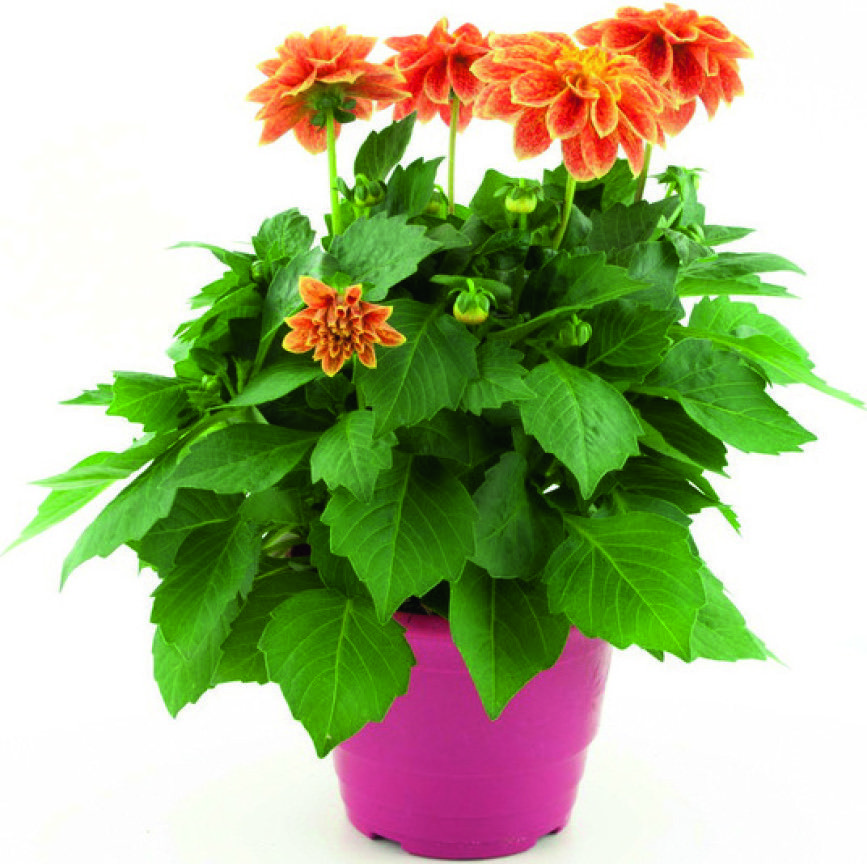 PLANTES FLEURIES ANNUELLES 3538722004121 