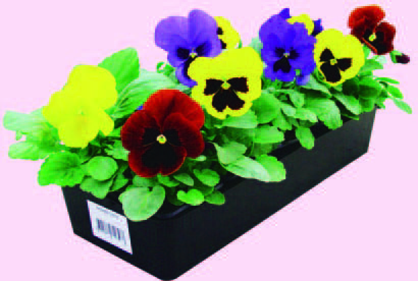  PENSÉES OU VIOLAS code EAN 3538722004787 