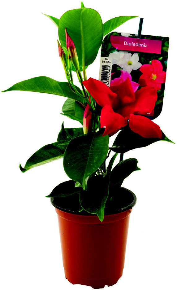 DIPLADÉNIA 3538722008365 