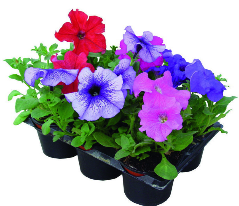  PLANTES À MASSIF code EAN 3538722010115 