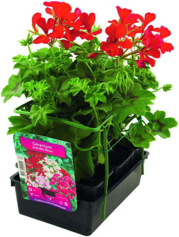  GÉRANIUM code EAN 3538729709135 