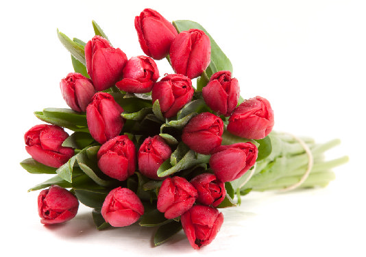BOUQUET DE 20 TULIPES 3551529501051 (3551529501051)