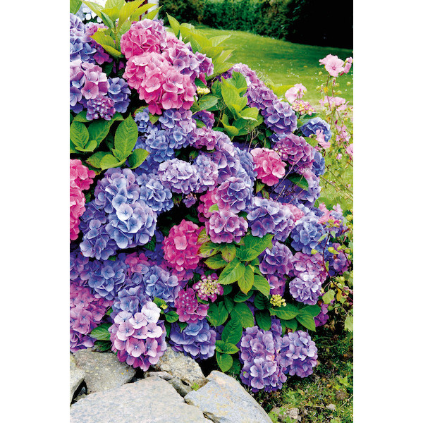  HORTENSIA code EAN 3557164909542 