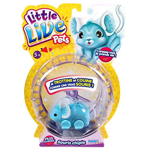 - kk280354 - souris little live pets - pipelette