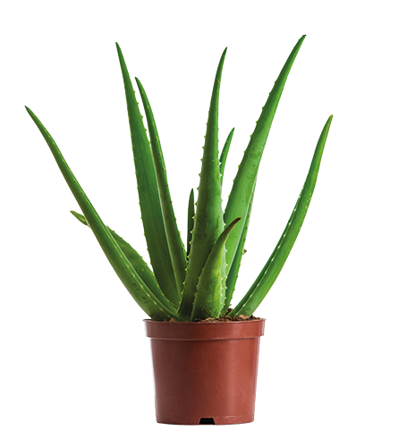ALOE VERA 3565630020431 