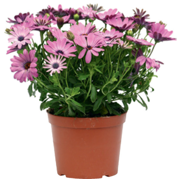  OSTEOSPERMUM POT 12 CM  code EAN 3565630037873 