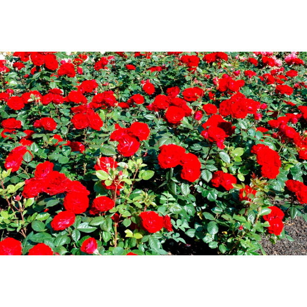  Rosier Buisson code EAN 3572090200013 