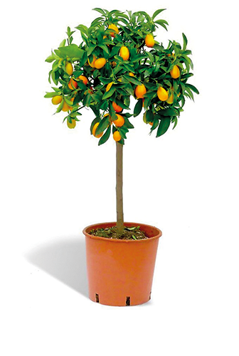  AGRUMES code EAN 3588120203480 