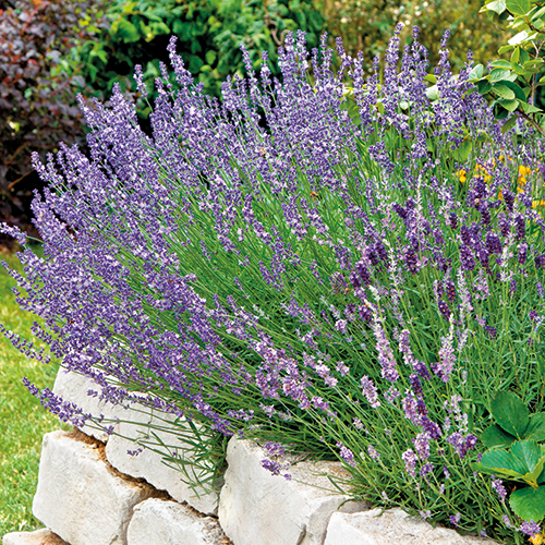  LAVANDE OFFICINALE PARFUMÉE code EAN 3588120368028 