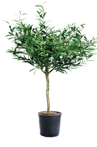  OLIVIER code EAN 3588121001672 