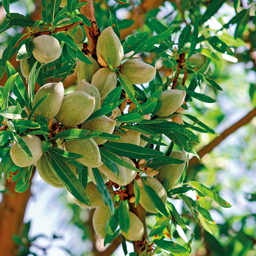  AMANDIER code EAN 3588121002020 