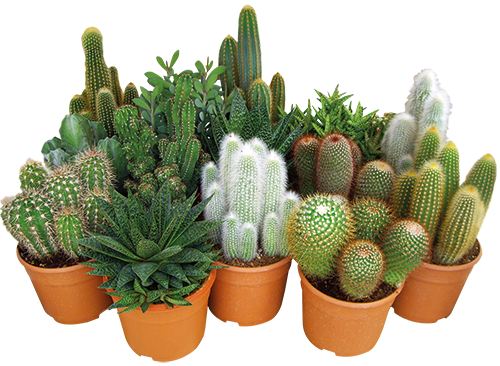 CACTUS OU SUCCULENTE 3588121003614 