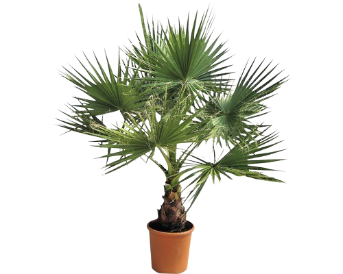  WASHINGTONIA FILEFERA code EAN 3588121003829 
