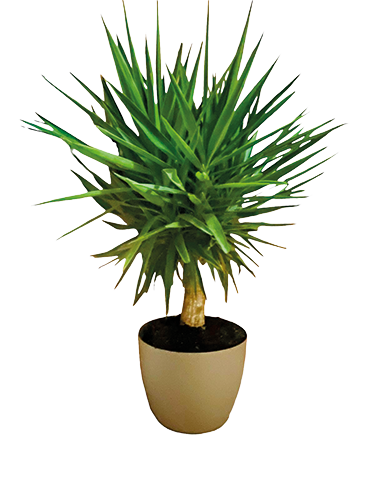  YUCCA ELEGANS MULTI TÊTES code EAN 3588121006813 