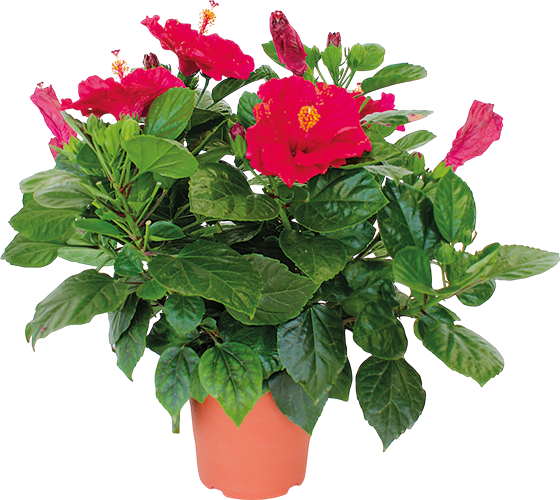  HIBISCUS ARBUSTIF PACIFIC code EAN 3588121006899 