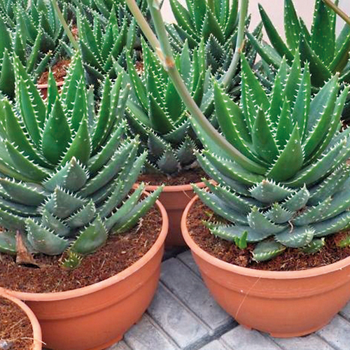  PLANTES GRASSES code EAN 3588121006936 