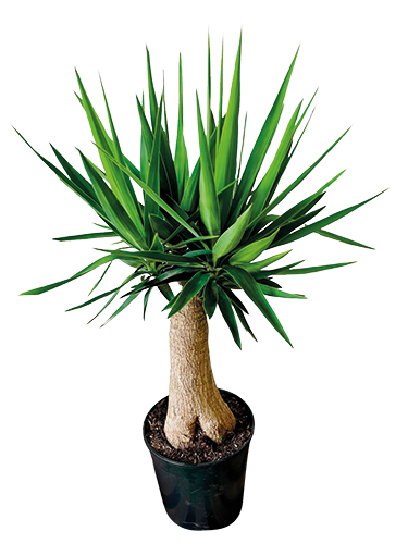  YUCCA ELEGANS PATA ELEFANTE code EAN 3588121007223 