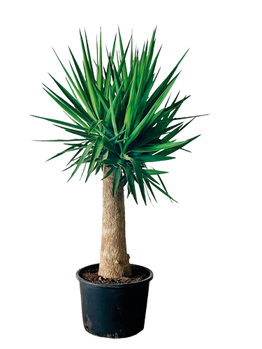  YUCCA ELEGANS PATA ELEFANTE code EAN 3588121008923 