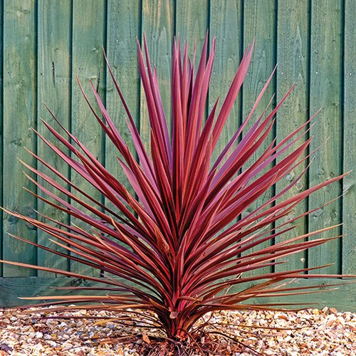 CORDYLINE AUSTRALIS RED STAR 3588121061300 CORDYLINE AUSTRALIS RED STAR 3588121061300