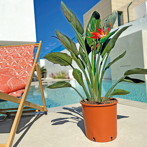  STRELITZIA AUGUSTA code EAN 3588121303219 