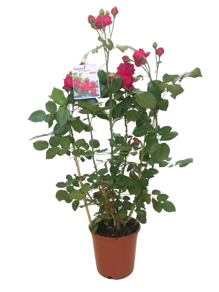  ROSIER "MEILLAND" code EAN 3588121690678 