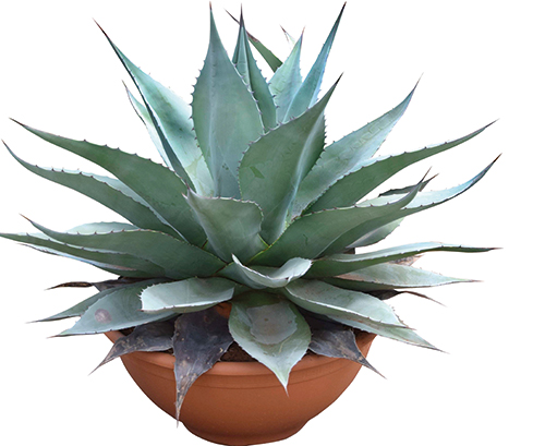AGAVE ET OPUNTIAS MIXTES 3588121995650 AGAVE ET OPUNTIAS MIXTES 3588121995650