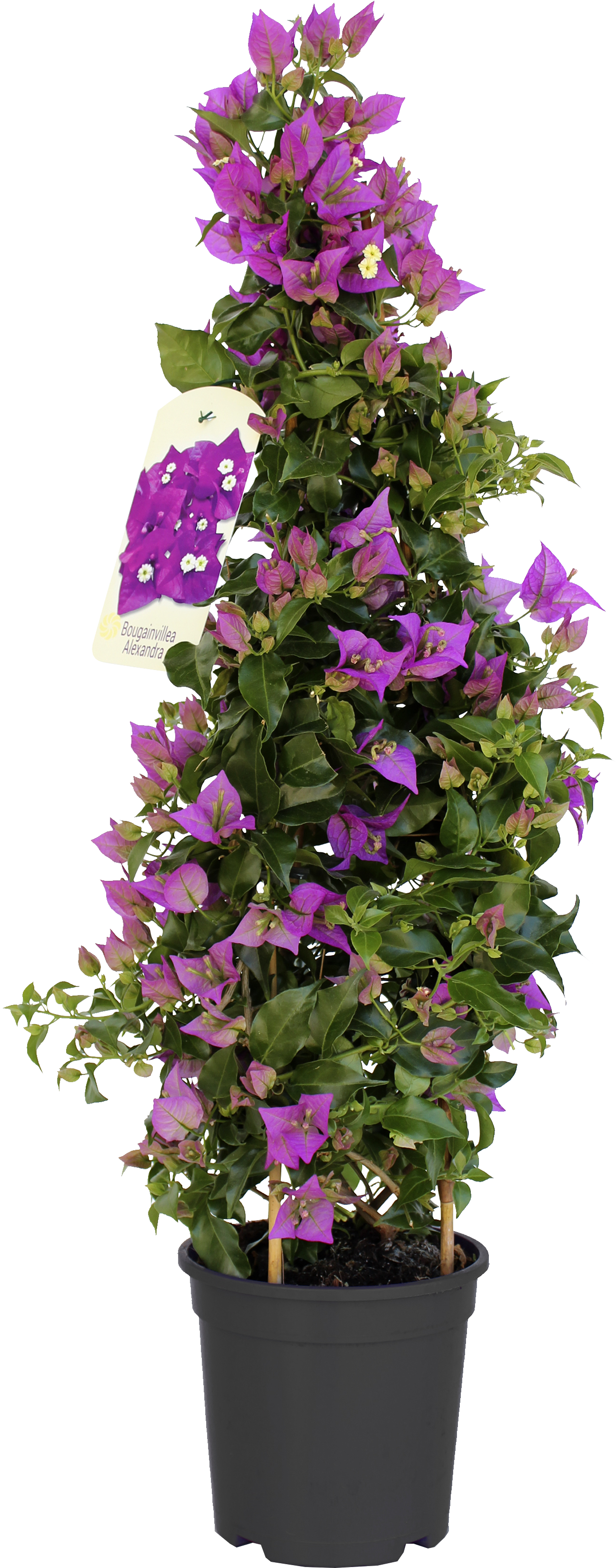 BOUGAINVILLIERS
ALEXANDRA PYRAMIDE code EAN 3588128424870 