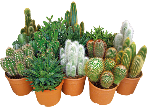 SUCCULENTES ET CACTUS 3588129060602 