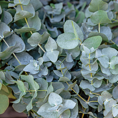  EUCALYPTUS GUNNI code EAN 3588129064075 